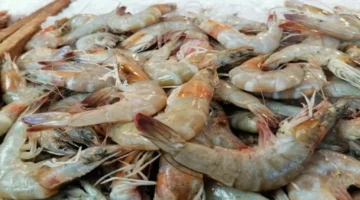 أسعار الأسماك اليوم الجمعة: الجمبري يرتفع إلى 1200 جنيه ويضغط على ميزانية الأسر